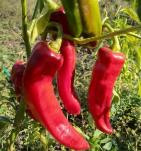 Семена перца сорта Палермо