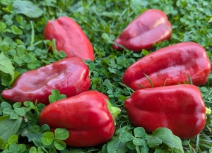 Семена перца сорта Вероника