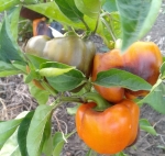 . Перец Млечный путь