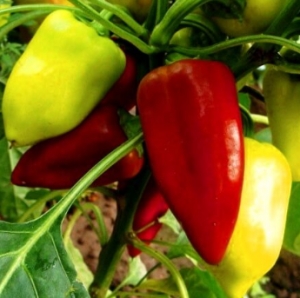 Семена перца сорта Ами (Amy)