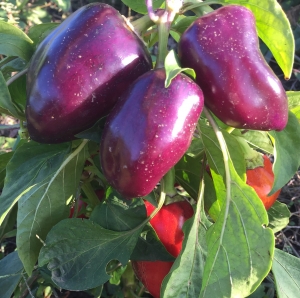 Семена перца сорта Биг Папа