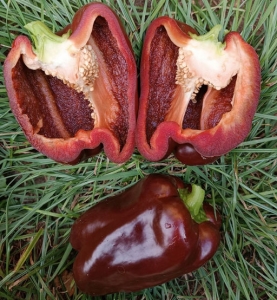 Семена перца сорта Гигант вишневый