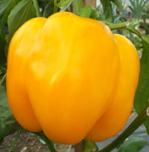 Семена перца сорта Златогривый лев