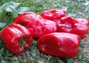 Семена перца сорта Краснокожий Патио (Redskin Patio)