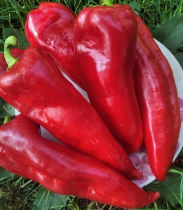 Семена перца сорта Красный гигант