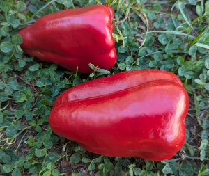 Семена перца сорта Красный слон
