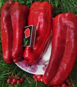 Семена перца сорта Мамонтенок