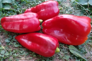 Семена перца сорта Маринкин язычок