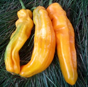 Семена перца сорта Рамиро желтый