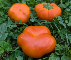 Семена перца сорта Ратунда оранжевая