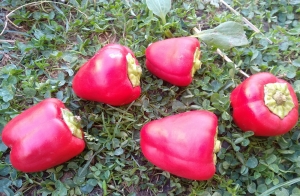 Семена перца сорта Румяные щечки