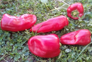 Семена перца сорта Yolo Wonder