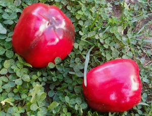 Семена перца сорта Zulu (Зулу)