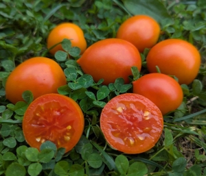 Семена томата сорта Персиковый кин (Peachy Keen) - Высокорослые округлые и плоско-округлые