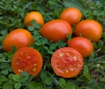 . Персиковый кин (Peachy Keen)