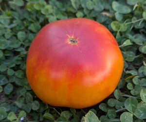 Семена сорта томата Пламя (Flame) - Гиганты двуцветные 