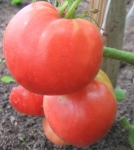 . Подсиневские сердца минусинские