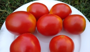 Семена сорта томата Подсинская лиана - Высокорослые сливовидно-овальные