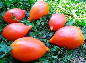 Семена томата сорта Marina's Praise (Похвала Марины) - Высокорослые сливовидно-овальные