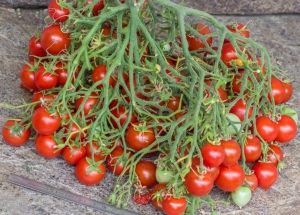 Семена сорта томата Geranium Kiss (Поцелуй герани) - Высокорослые «черри» (балконные томаты) 