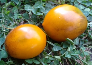 Семена томата сорта Прекрасная Смолка (Tar Tops) - Высокорослые сливовидно-овальные