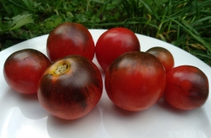 Семена томата сорта  Beautiful Dreamer (Прекрасный мечтатель, Великолепный Фантазёр) - Синие