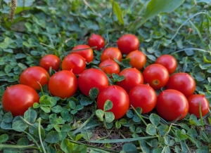 Семена сорта томата Принц Боргезе (Principe Borghese) - Высокорослые черри, балконные томаты 