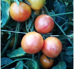 Семена томата сорта Beauty Princess (Принцесса красоты) - Гиганты двуцветные