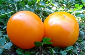 Семена сорта томата Пудовка жёлтая - Низкорослые кустовые