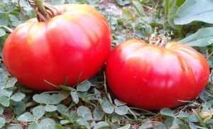 Семена томата сорта Ребристый гигант - Фигурно – ребристые и фаршировочные 