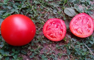 Семена томата сорта Red Fresh (Ред фреш) - Среднерослые