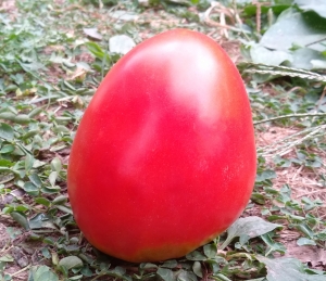 Семена томата сорта Turnip (Репа) - Гиганты сердцевидные