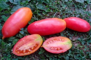 Семена томата сорта Розовая сосулька - Длинноплодные томаты