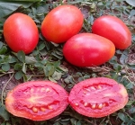 . Розовый снег (Розовый изюм) 