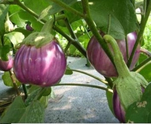 Семена баклажана сорта Ротонда Бьянка