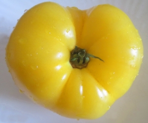 Семена томата сорта Русский великан желтый - желтые оранжевые гиганты