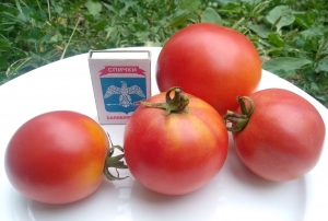 Семена томата сорта Самурай - низкорослые кустовые