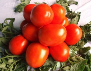 Семена томата сорта Сармат - Карликовые и штамбовые