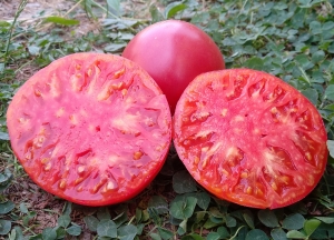 Семена сорта томата Сахарная Голова - Низкорослые крупноплодные