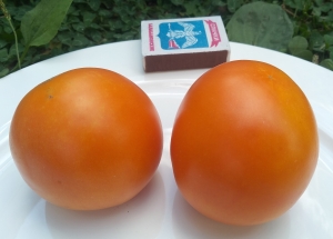 Семена томата сорта Nebraska Wedding (Свадебный Небраски, Свадьба в Небраске) - Высокорослые округлые и плоско-округлые