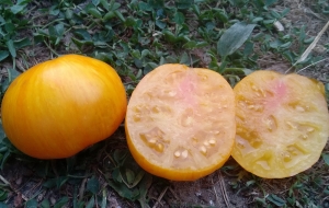 Семена сорта томата Pork Chop (Свиная Отбивная) - Высокорослые плоско-округлые