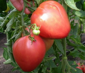 Семена томата сорта Сердце Америки - Гиганты сердцевидные