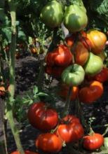 Семена сорта томата Сердце буйвола - Гиганты красные
