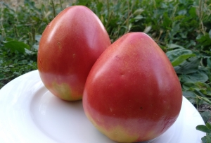 Семена сорта томата Сердце быка из Айдахо (Bull’s Heart) - Гиганты сердцевидные