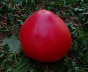 Семена томата сорта Сердце Иванушки - Гиганты сердцевидные