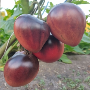 Семена томата сорта Сержант Марли (Sergeant Marley) - Гиганты сердцевидные