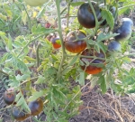 . Ananas blue (Синий ананас)