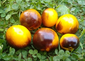 Семена томата сорта Bosque Blue Bumblebee (Синий шмель Боске) - синие