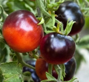 Семена томата сорта Blue Streak (Синяя полоса) - Синие