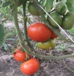 . Scoresby Dwarf (Гном Скорсби)